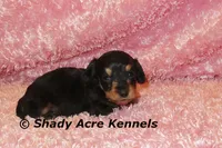 Long coat Lola, a female Miniature Dachshund for sale in Macon, GA – 5 of 7