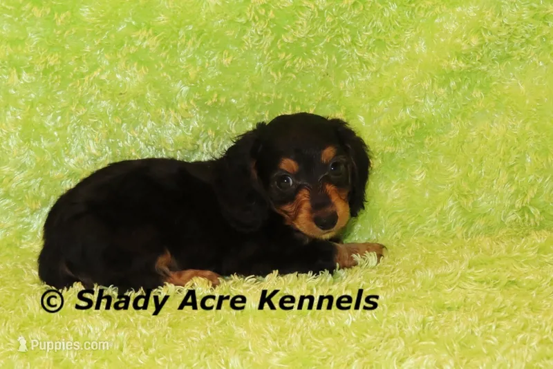 Long Coat Loddy – Miniature Dachshund puppy for sale in Macon, GA