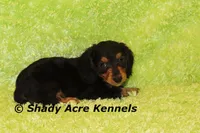 Long Coat Loddy, a female Miniature Dachshund for sale in Macon, GA – 1 of 7