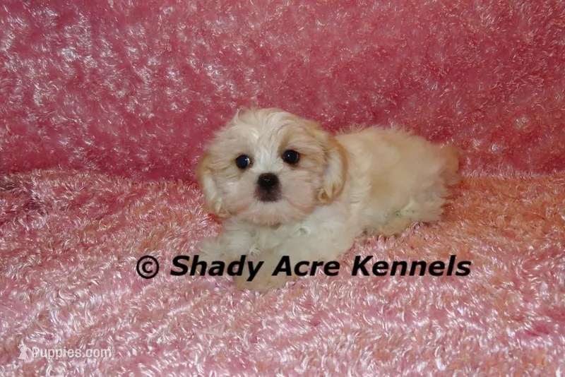 Disco-mature weight 8-10 lb – Mal Shi puppy for sale in Macon, GA