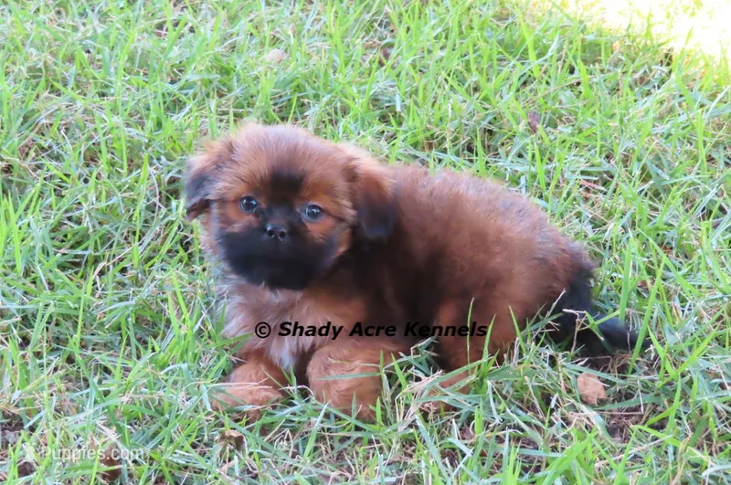Kinsley--Parent pics too – Shih Tzu puppy for sale in Macon, GA