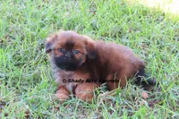 Kinsley--Parent pics too, a female Shih Tzu for sale in Macon, GA – 1 of 9