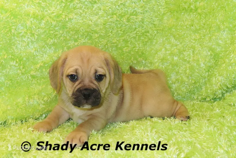 Bear – Puggle puppy for sale in Macon, GA