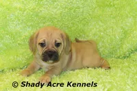 Bear, a male Puggle for sale in Macon, GA – 1 of 8