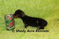 Dapple Yates, a male Miniature Dachshund for sale in Macon, GA – 4 of 10