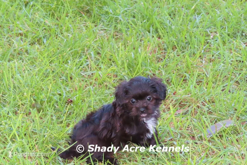 Willis – Shihpoo puppy for sale in Macon, GA
