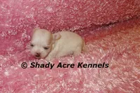 Disco, a female Mal Shi for sale in Macon, GA – 2 of 9