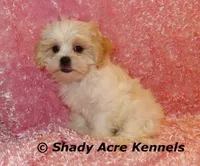 Disco-mature weight 8-10 lb, a female Mal Shi for sale in Macon, GA – 6 of 10