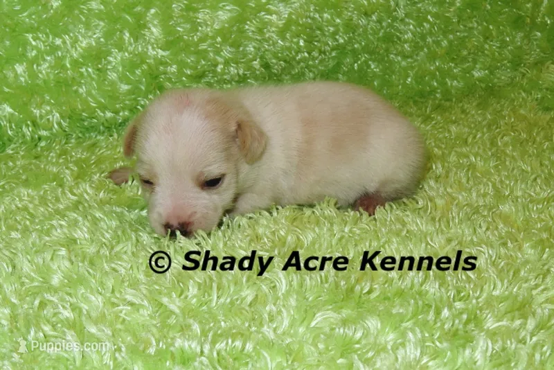 Smooth Shorty Chevy – Jack Russell Terrier puppy for sale in Macon, GA