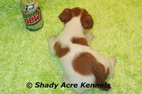 Shorty Macintosh, a male Jack Russell Terrier for sale in Macon, GA – Photo 7 of 10