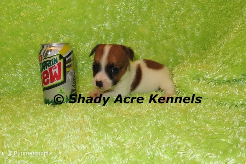 Shorty Macintosh-Ready 2-18