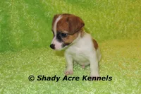 Shorty Macintosh, a male Jack Russell Terrier for sale in Macon, GA – Photo 3 of 10