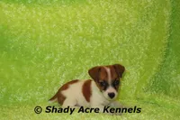 Shorty Macintosh, a male Jack Russell Terrier for sale in Macon, GA – Photo 9 of 10
