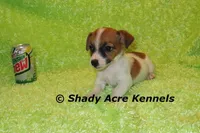 Shorty Macintosh, a male Jack Russell Terrier for sale in Macon, GA – Photo 8 of 10