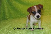 Shorty Macintosh, a male Jack Russell Terrier for sale in Macon, GA – Photo 6 of 10