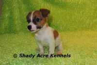 Shorty Macintosh, a male Jack Russell Terrier for sale in Macon, GA – Photo 5 of 10