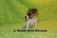 Shorty Macintosh, a male Jack Russell Terrier for sale in Macon, GA – Photo 2 of 10