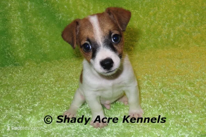 Shorty Macintosh, a male Jack Russell Terrier for sale in Macon, GA – Photo 1 of 10