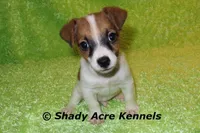 Shorty Macintosh, a male Jack Russell Terrier for sale in Macon, GA – Photo 1 of 10