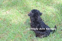 William, a male Shihpoo for sale in Macon, GA – 6 of 8