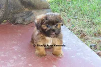 Kin-Parent pics too, a male Shih Tzu for sale in Macon, GA – 6 of 9