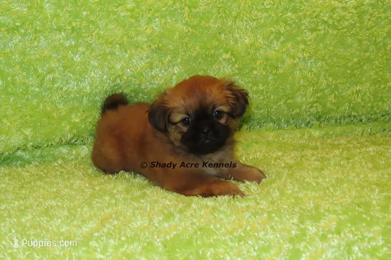 Firston – Shih Tzu puppy for sale in Macon, GA