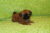 Firston, a male Shih Tzu for sale in Macon, GA – 1 of 8