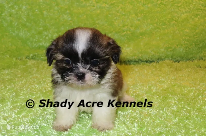 Kinsington – Shih Tzu puppy for sale in Macon, GA
