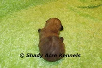 Gilvan, a male Mal Shi for sale in Macon, GA – 5 of 5