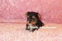 Buffi---AKC registerable, a female Yorkshire Terrier for sale in Macon, GA – 8 of 10