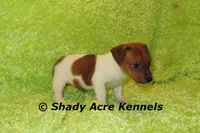 Smooth Shorty Chetan, a male Jack Russell Terrier for sale in Macon, GA – 6 of 10
