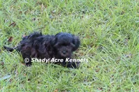 William, a male Shihpoo for sale in Macon, GA – 4 of 8