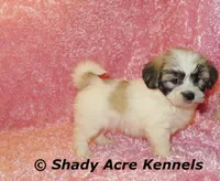 Mae, a female Shichon for sale in Macon, GA – 8 of 10