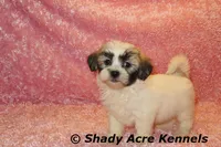 Mae, a female Shichon for sale in Macon, GA – 5 of 10