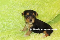 Buick----AKC registerable, a male Yorkshire Terrier for sale in Macon, GA – 9 of 9