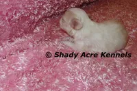 Diamond, a female Mal Shi for sale in Macon, GA – 2 of 6