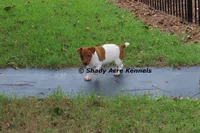 Smooth Shorty Chetan, a male Jack Russell Terrier for sale in Macon, GA – 9 of 10