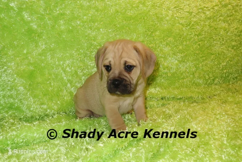 Bebby – Puggle puppy for sale in Macon, GA