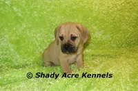 Bebby, a male Puggle for sale in Macon, GA – 6 of 10