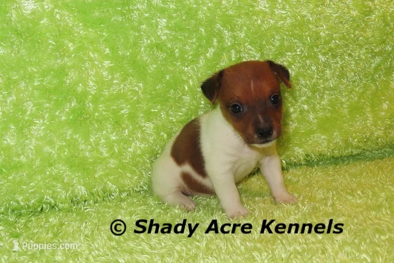 Smooth Shorty Chetan – Jack Russell Terrier puppy for sale in Macon, GA