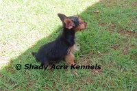 Frederick , a male Yorkshire Terrier for sale in Macon, GA – 4 of 9