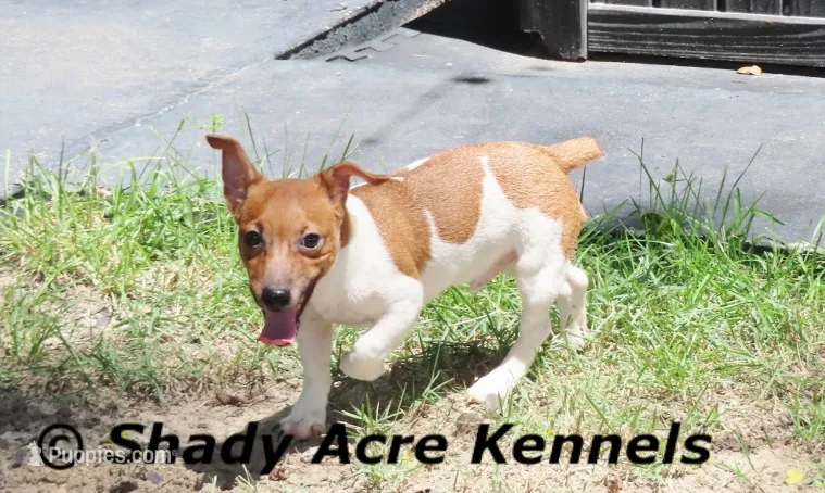 Elbert – Jack Russell Terrier puppy for sale in Macon, GA