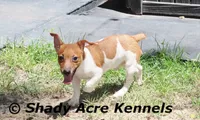 Elbert, a male Jack Russell Terrier for sale in Macon, GA – 1 of 8
