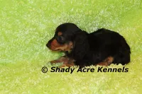 Long Coat Loddy, a female Miniature Dachshund for sale in Macon, GA – 6 of 7