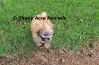 Gibson, a male Mal Shi for sale in Macon, GA – 10 of 10