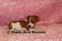Smooth Shorty Cheela, a female Jack Russell Terrier for sale in Macon, GA – 6 of 10