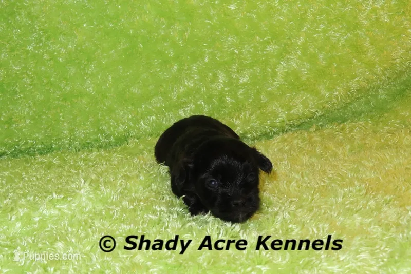 William – Shihpoo puppy for sale in Macon, GA