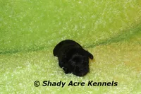 William, a male Shihpoo for sale in Macon, GA – 1 of 5