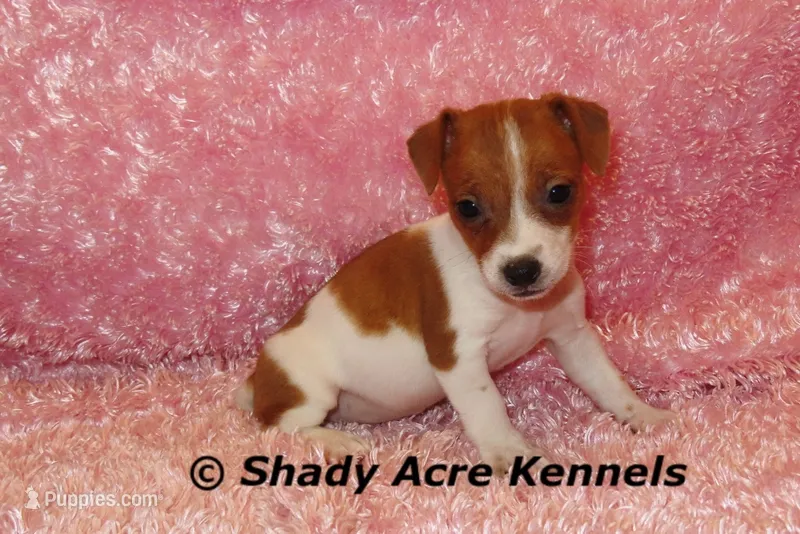 Smooth Shorty Cheela – Jack Russell Terrier puppy for sale in Macon, GA