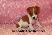 Smooth Shorty Cheela, a female Jack Russell Terrier for sale in Macon, GA – 1 of 10